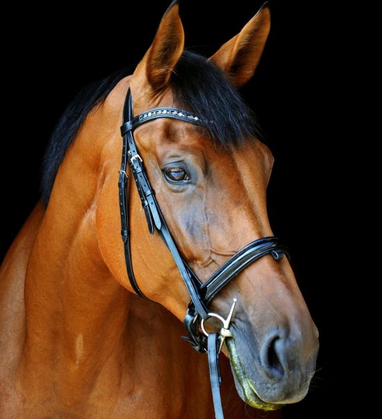pexels-photo-16884193-16884193 Elegant brown horse in profile with detailed black harness, set against a dark background.